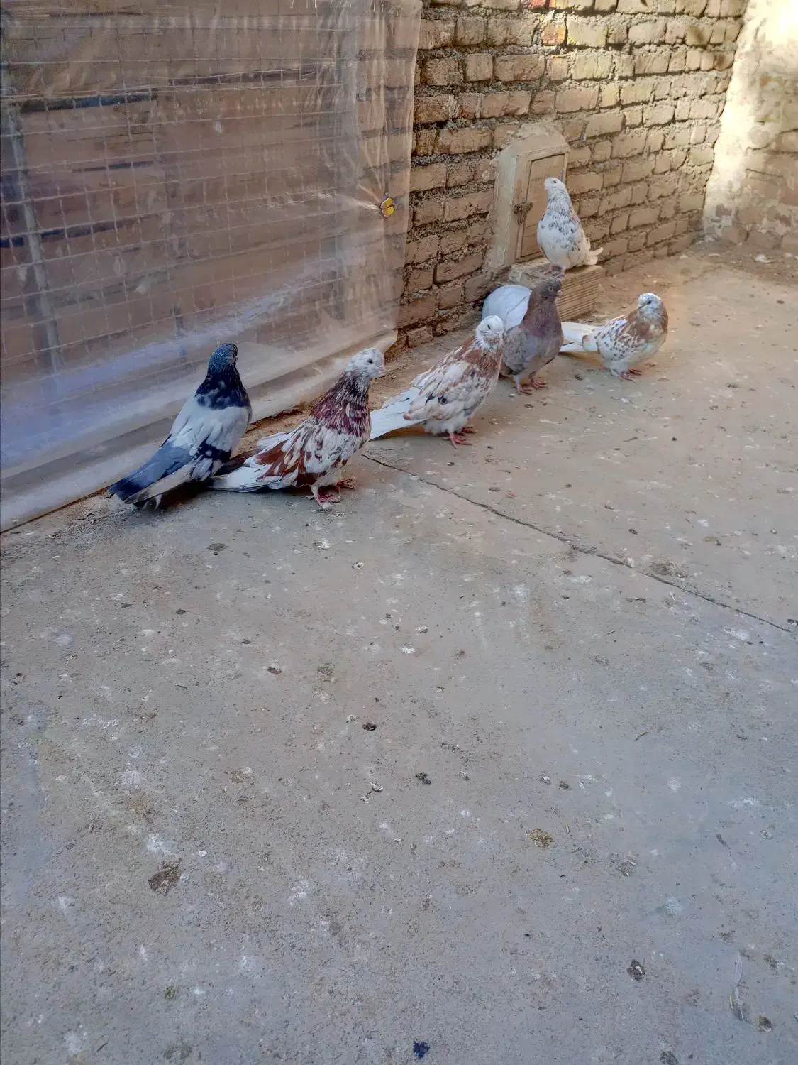 5عددسرور یک سبزجم دونه ای1000000تومان|پرنده|میانه, |دیوار