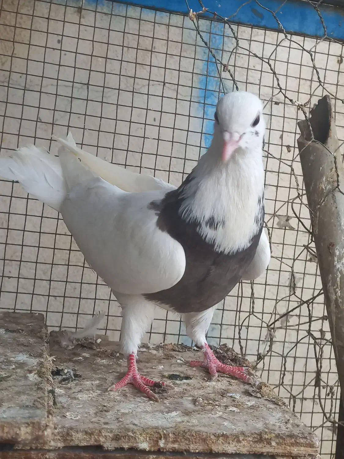 کبوتر رنگی . عراقی . موشی|پرنده|گنبد کاووس, |دیوار