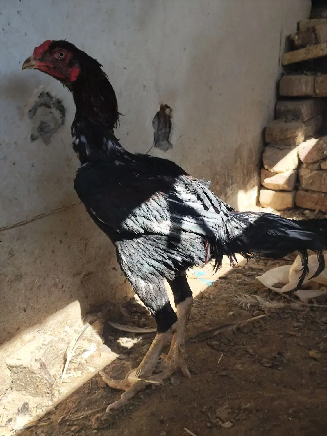 خروس لاری|حیوانات مزرعه|زاهدان, |دیوار