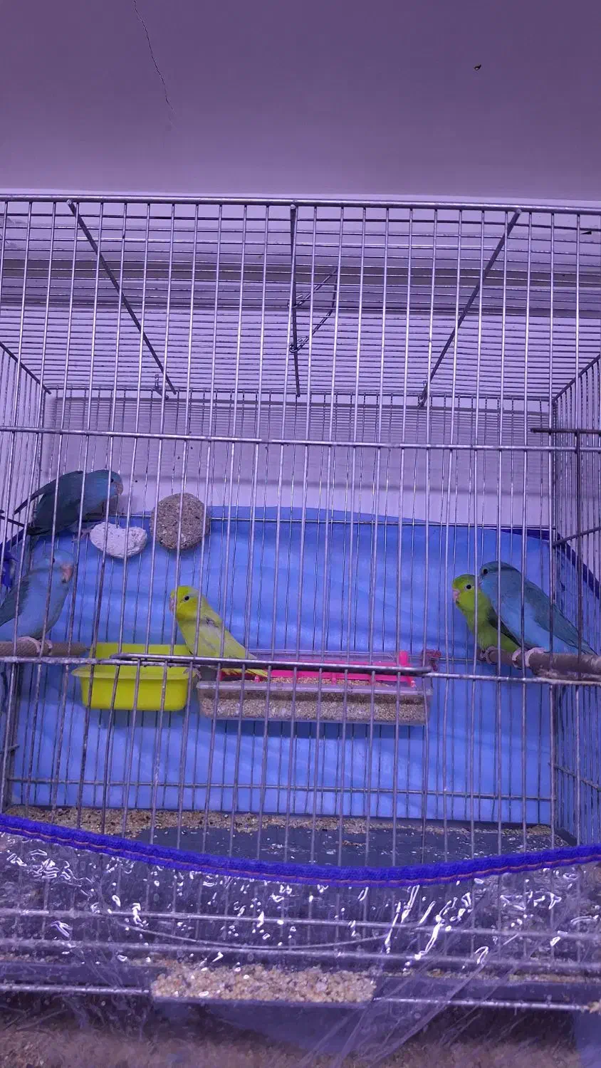 طوطی پروتلت بندانگشتی|پرنده|قم, بلوار امین و ساحلی|دیوار