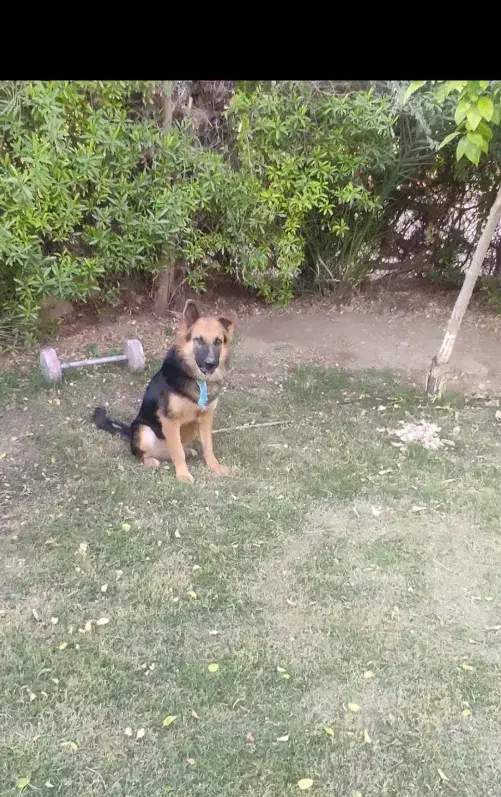 ژرمن|سگ|شوش, |دیوار