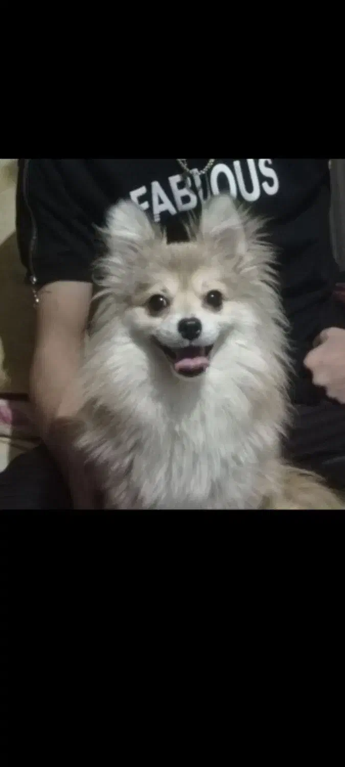 پامر روباهی|سگ|تهران, وردآورد|دیوار