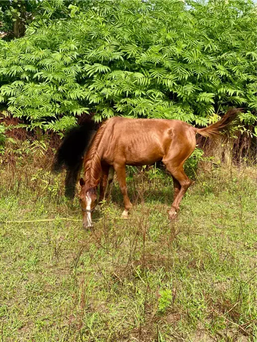 فروش مادیان ۴سال|اسب و تجهیزات اسب‌سواری|توتکابن, |دیوار