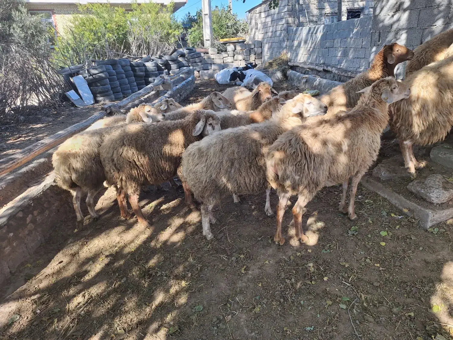 گوسفندان|حیوانات مزرعه|اسلام آباد, |دیوار