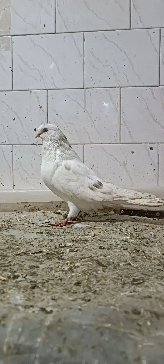 کبوتر ماده|پرنده|گرمی, |دیوار