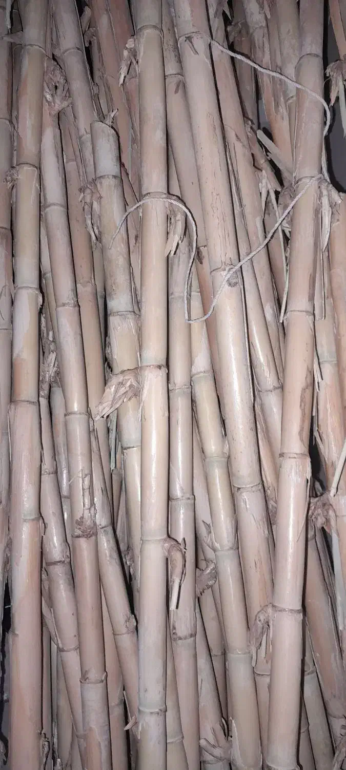 نی هفت بند کاشان درجه ۱ خشک خشک ۲ ساله|سازهای سنتی|نسیمشهر, |دیوار