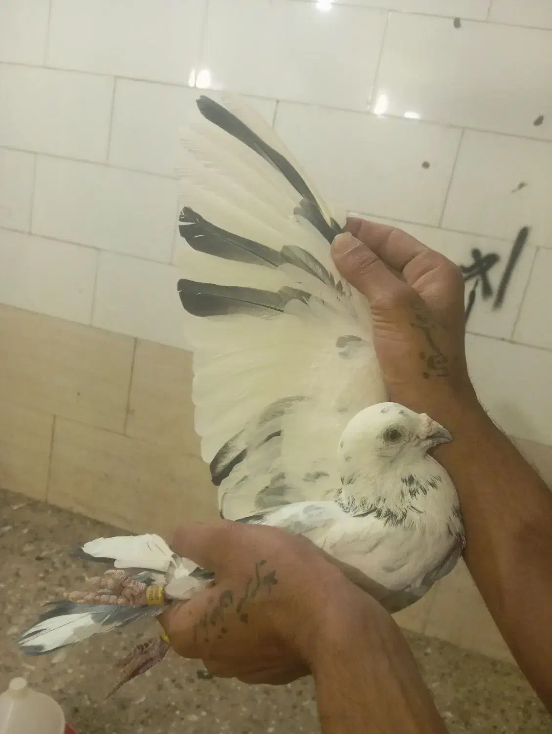 پلاکی نر ماده|پرنده|مسجد سلیمان, |دیوار