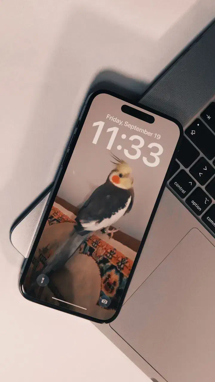 عروس هلندی نر سخنگو|پرنده|تربت‌حیدریه, بالا ولایت|دیوار