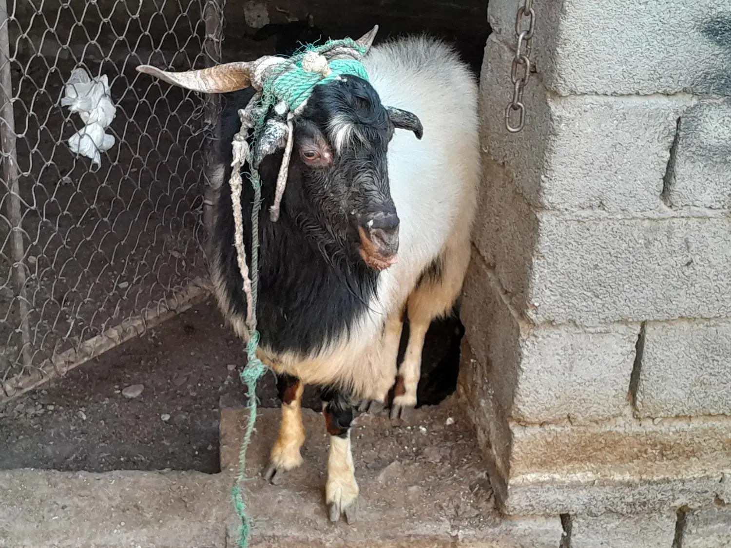 فروش دو راس بز با یک عدد نری|حیوانات مزرعه|ماهان, |دیوار