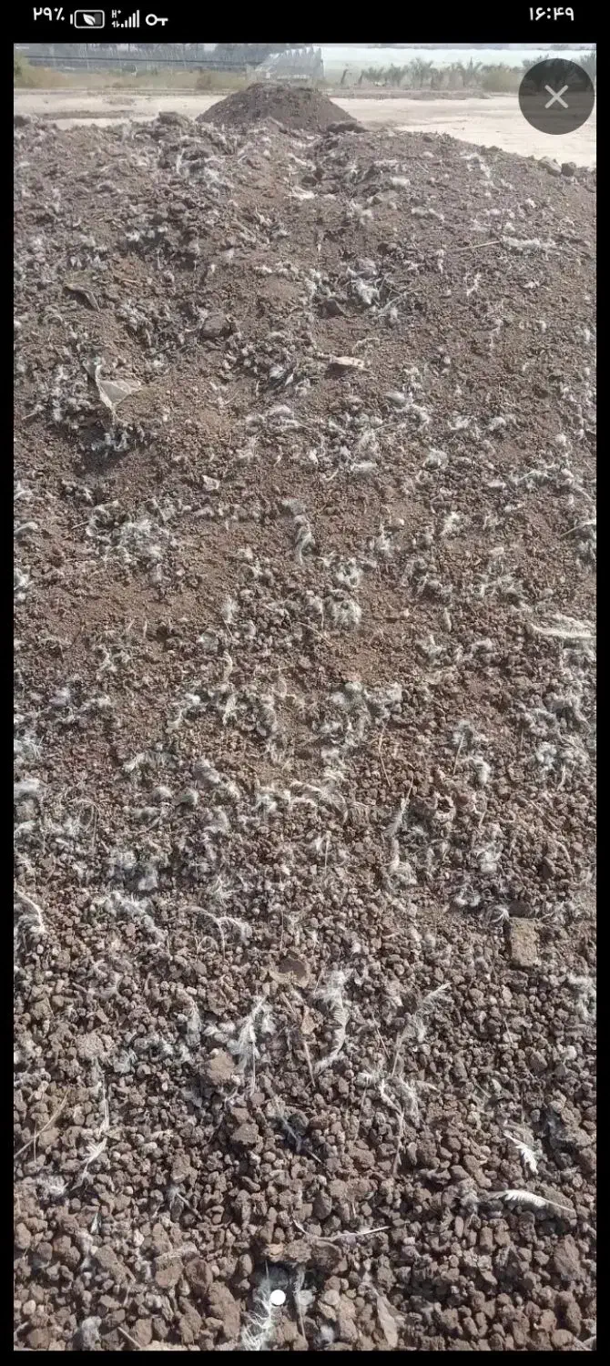 کود مرغی فرغونی 350 تومان|گل و گیاه طبیعی|چاه مرید, |دیوار