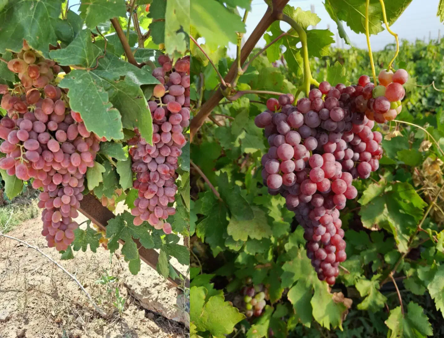 نهال تاکستان|گل و گیاه طبیعی|تاکستان, |دیوار