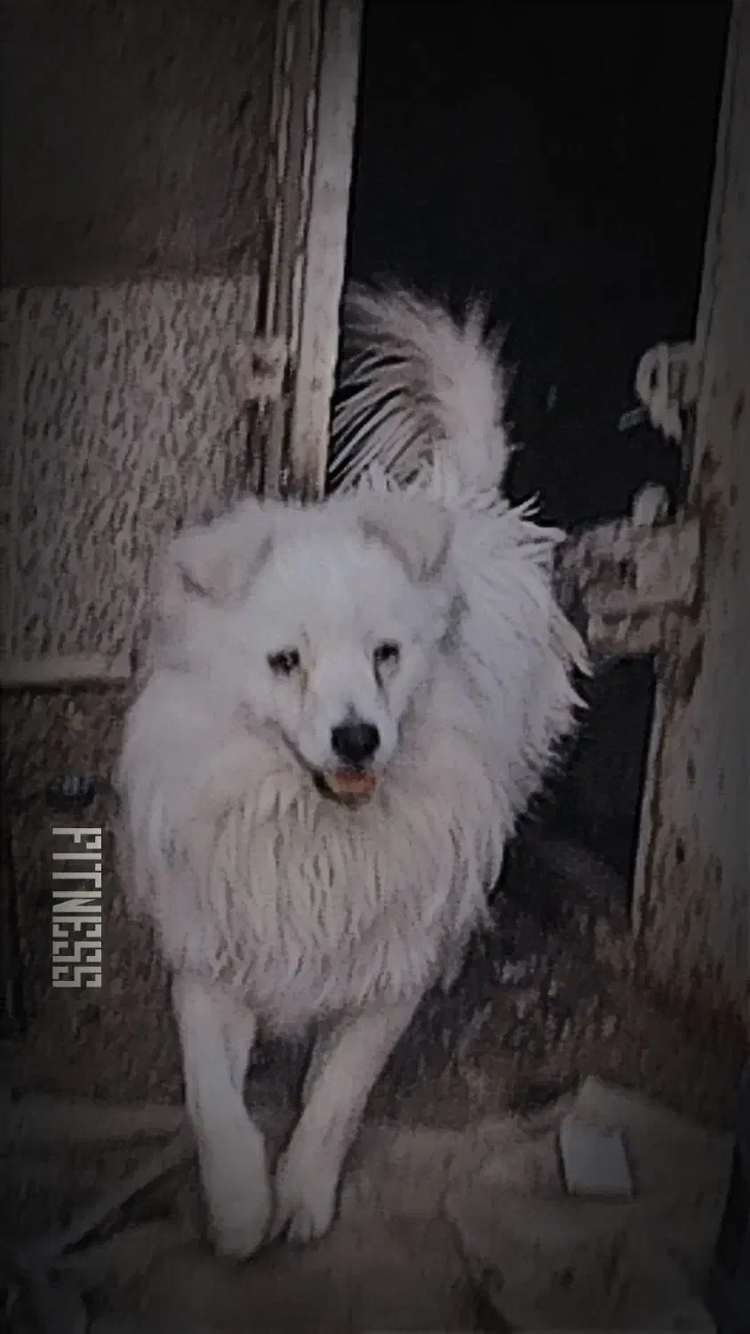 سگ.|سگ|زرند, |دیوار