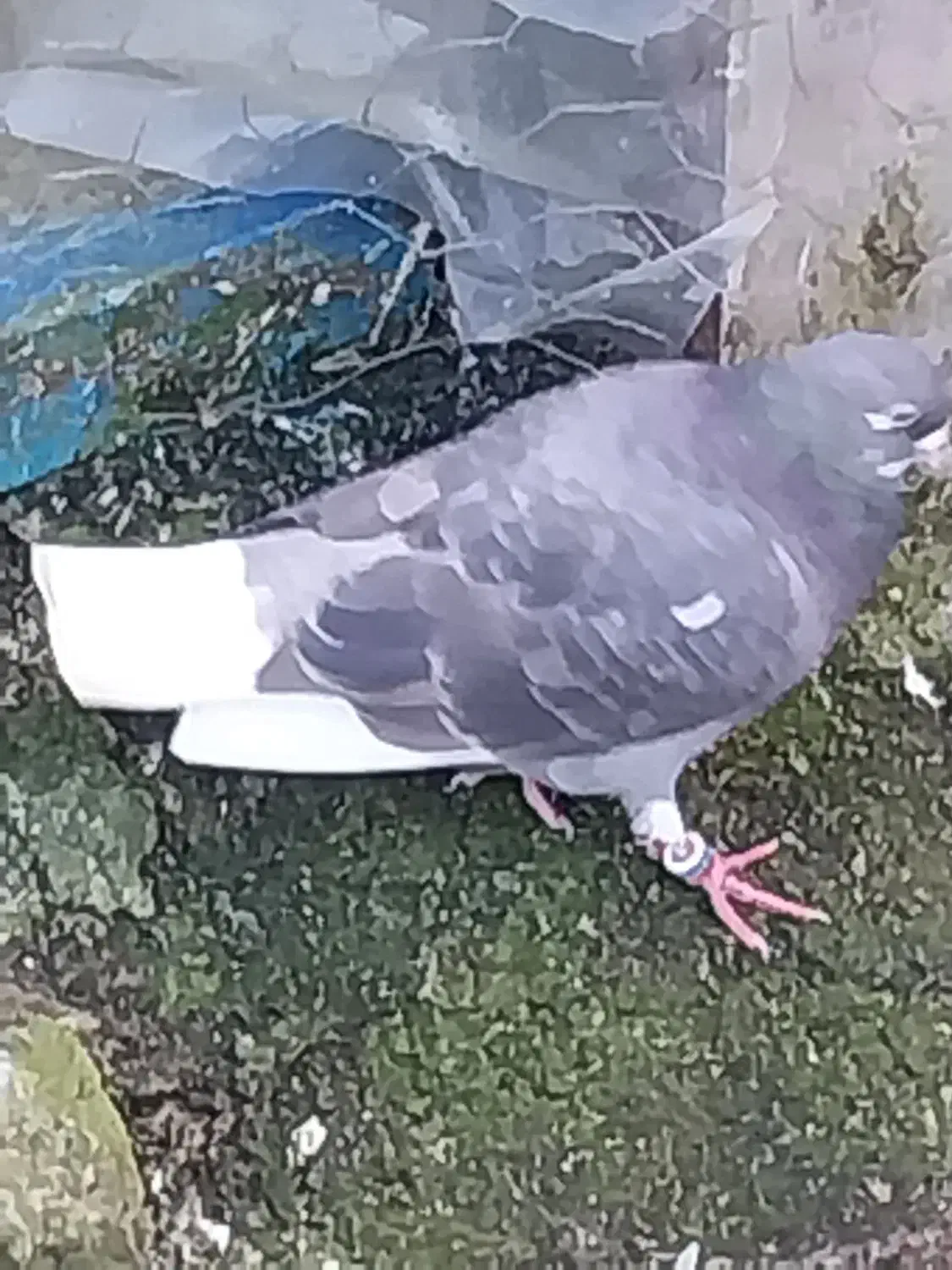 غریب|پرنده|خمام, |دیوار