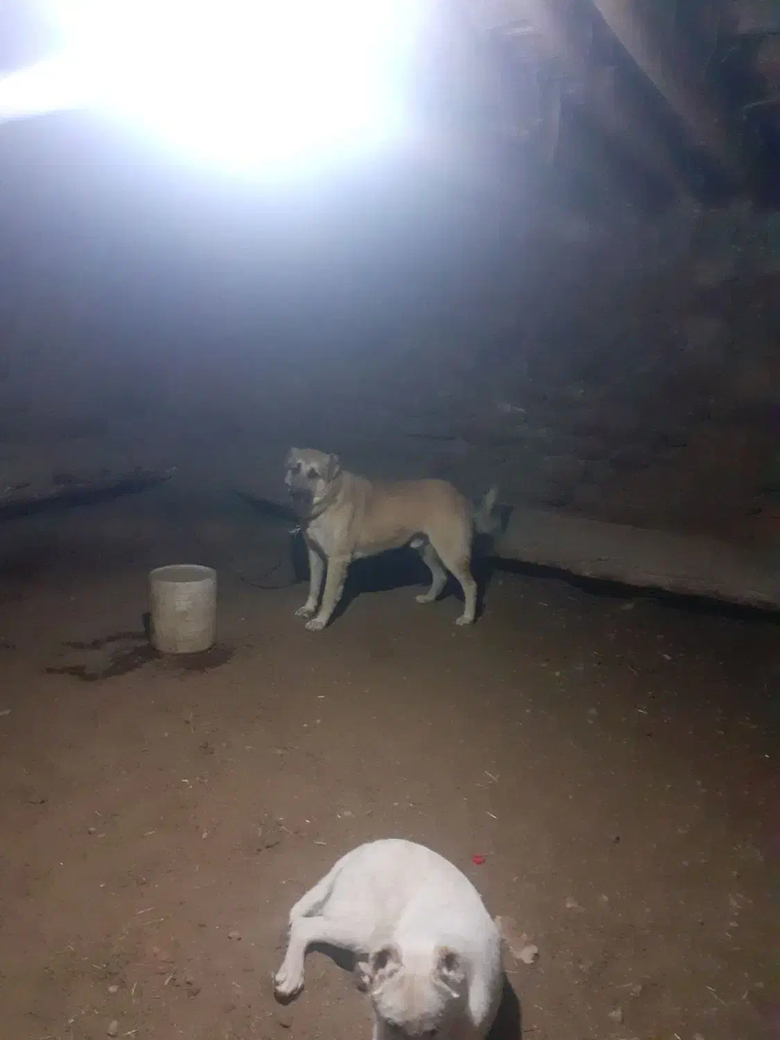 سگ سرابی|سگ|شیروان (خراسان), |دیوار