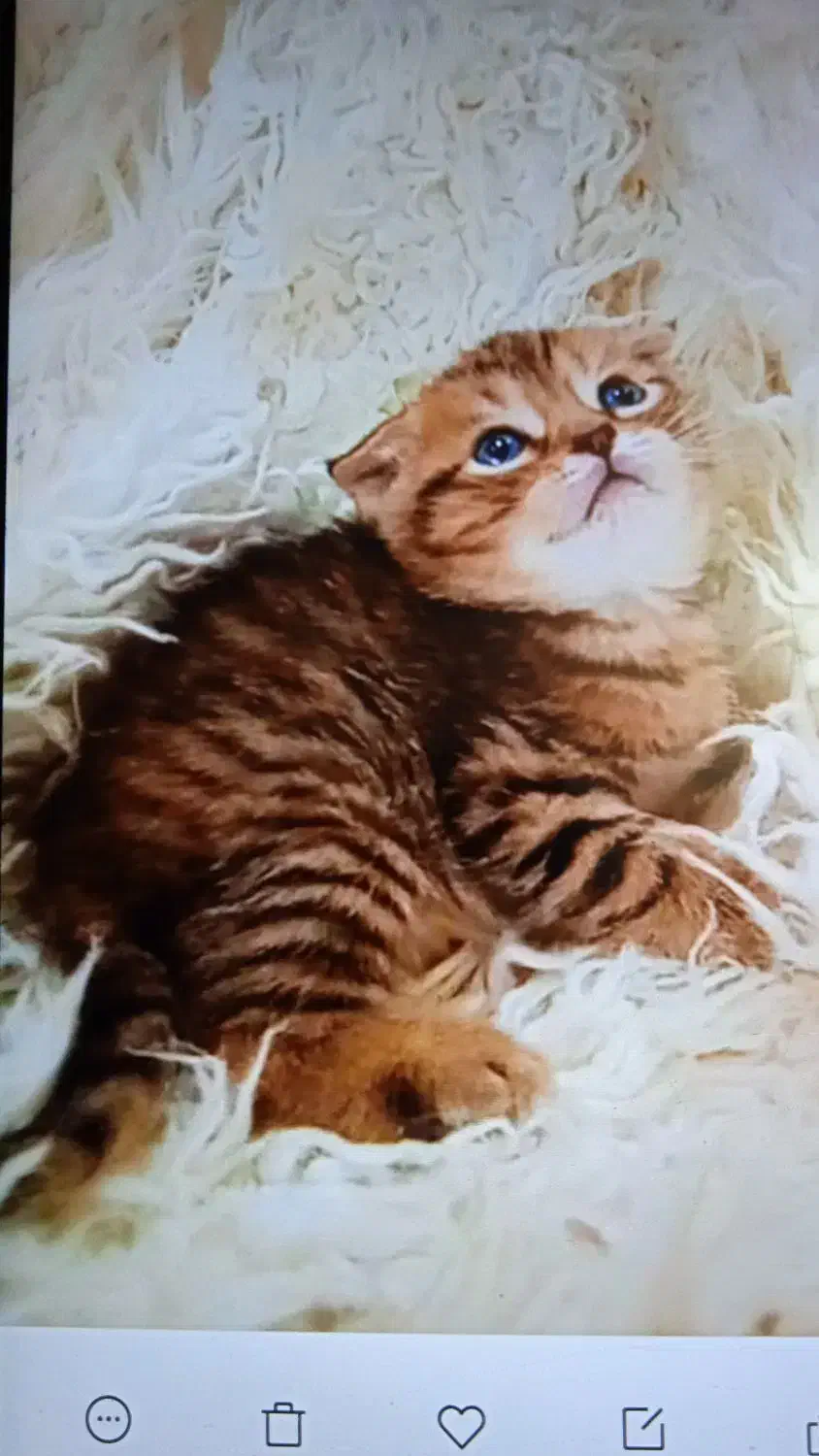 گربه های اصیل ونژاد دار|گربه|بندر کنگان, |دیوار