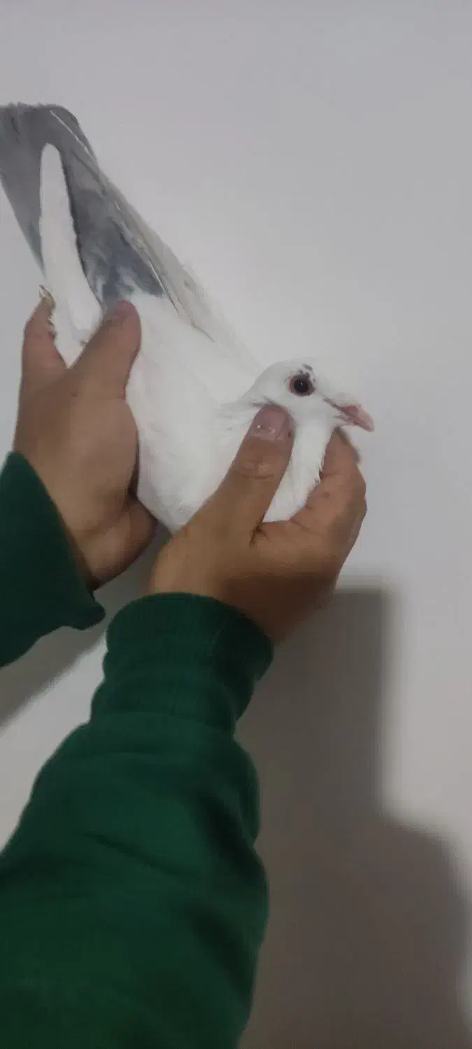 نر زرد نر دم نقره ای|پرنده|کرمان, |دیوار