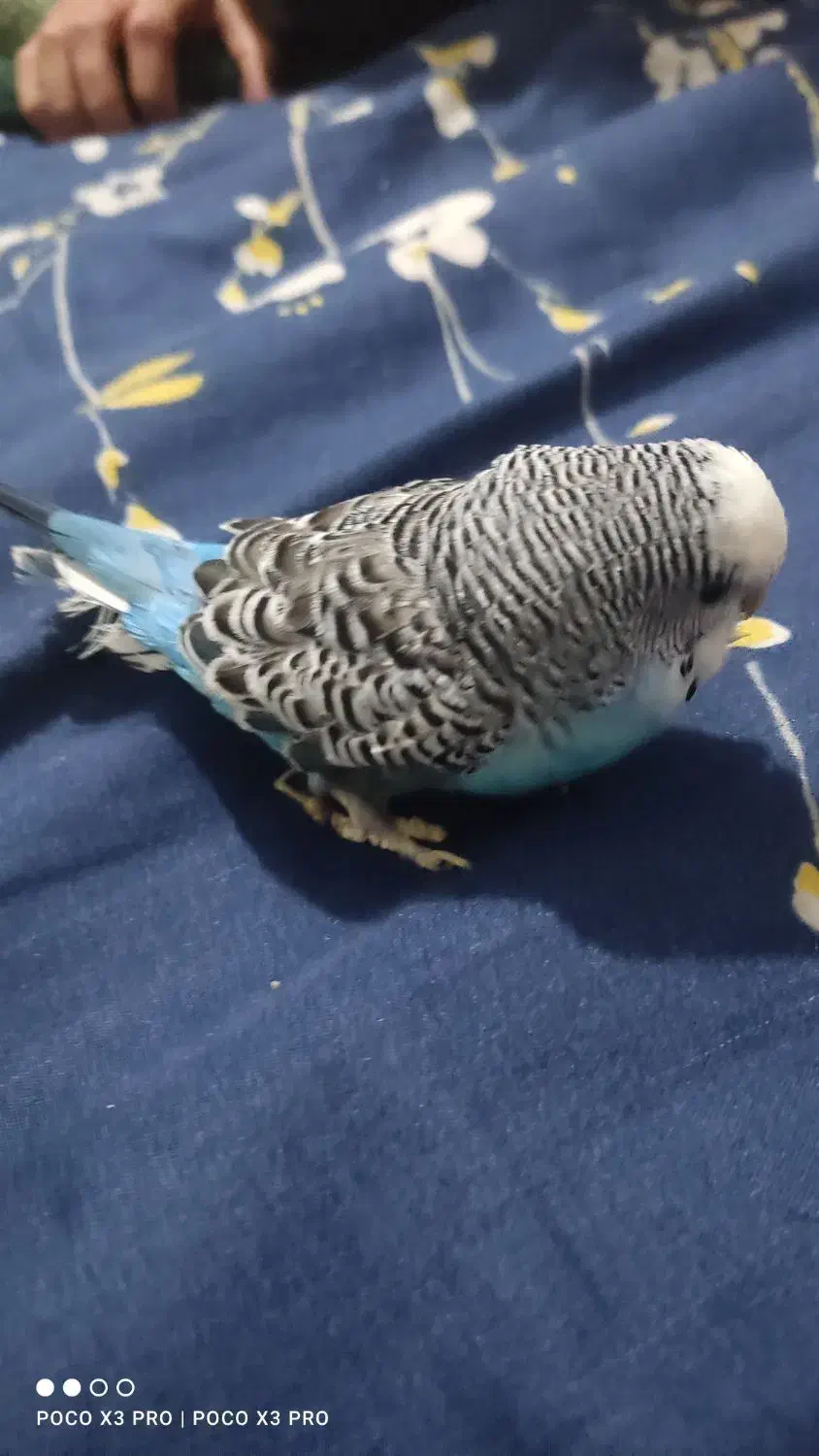 مرغ عشق|پرنده|لنجان, |دیوار