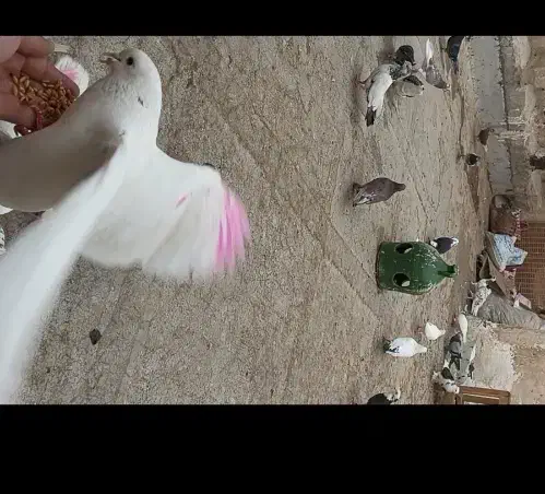 کفتر|حیوانات|قم, عمار یاسر|دیوار