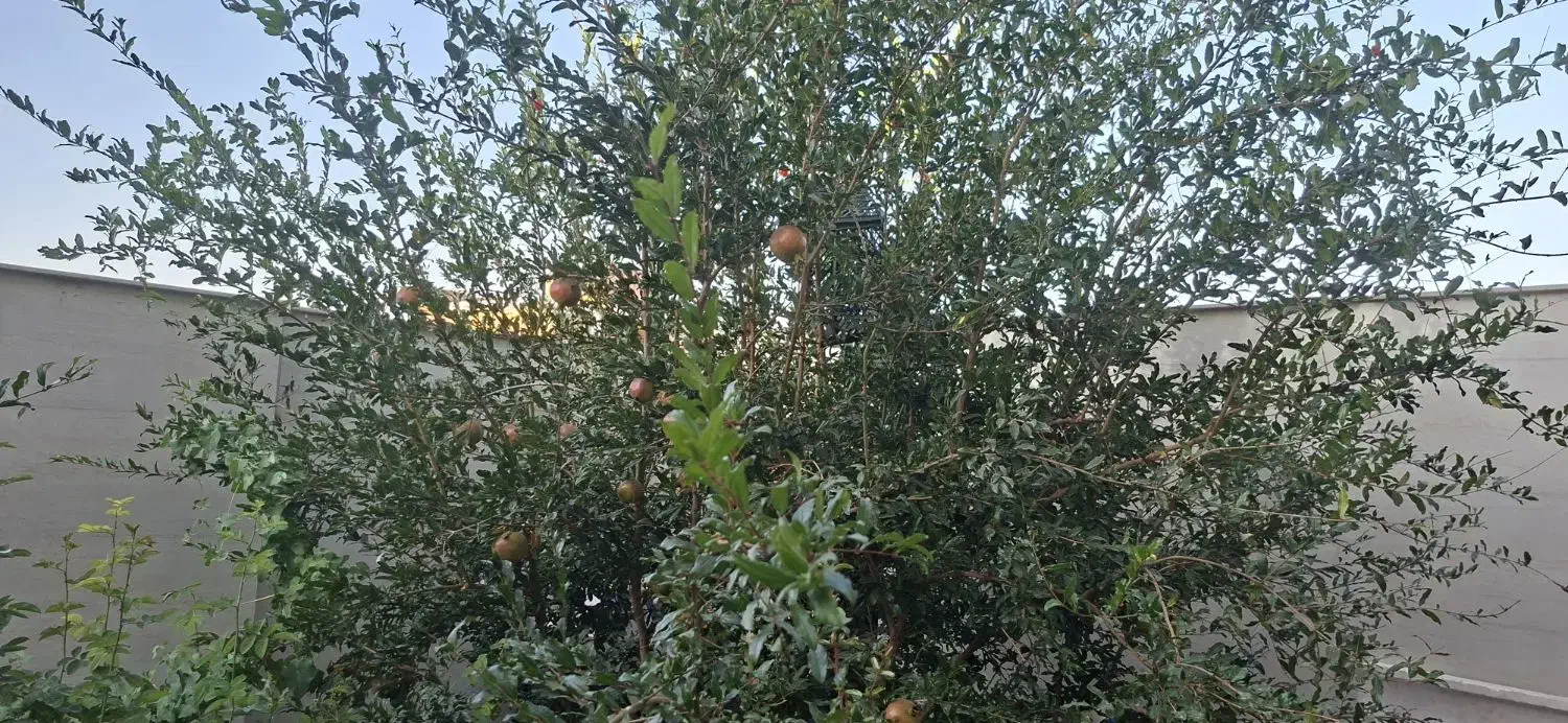 تبریز گردی|فعالیت داوطلبانه|تبریز, |دیوار