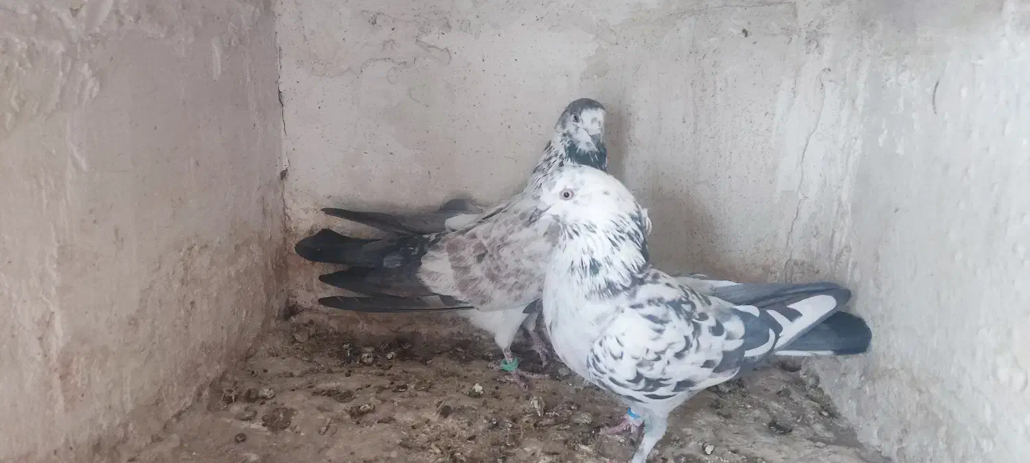 نرو ماده دهن جور|پرنده|کاشان, لتحر|دیوار