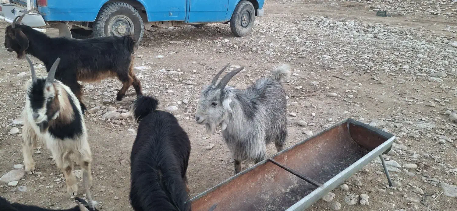 فروش کهره تخمی ترکی|حیوانات مزرعه|علامرودشت, |دیوار