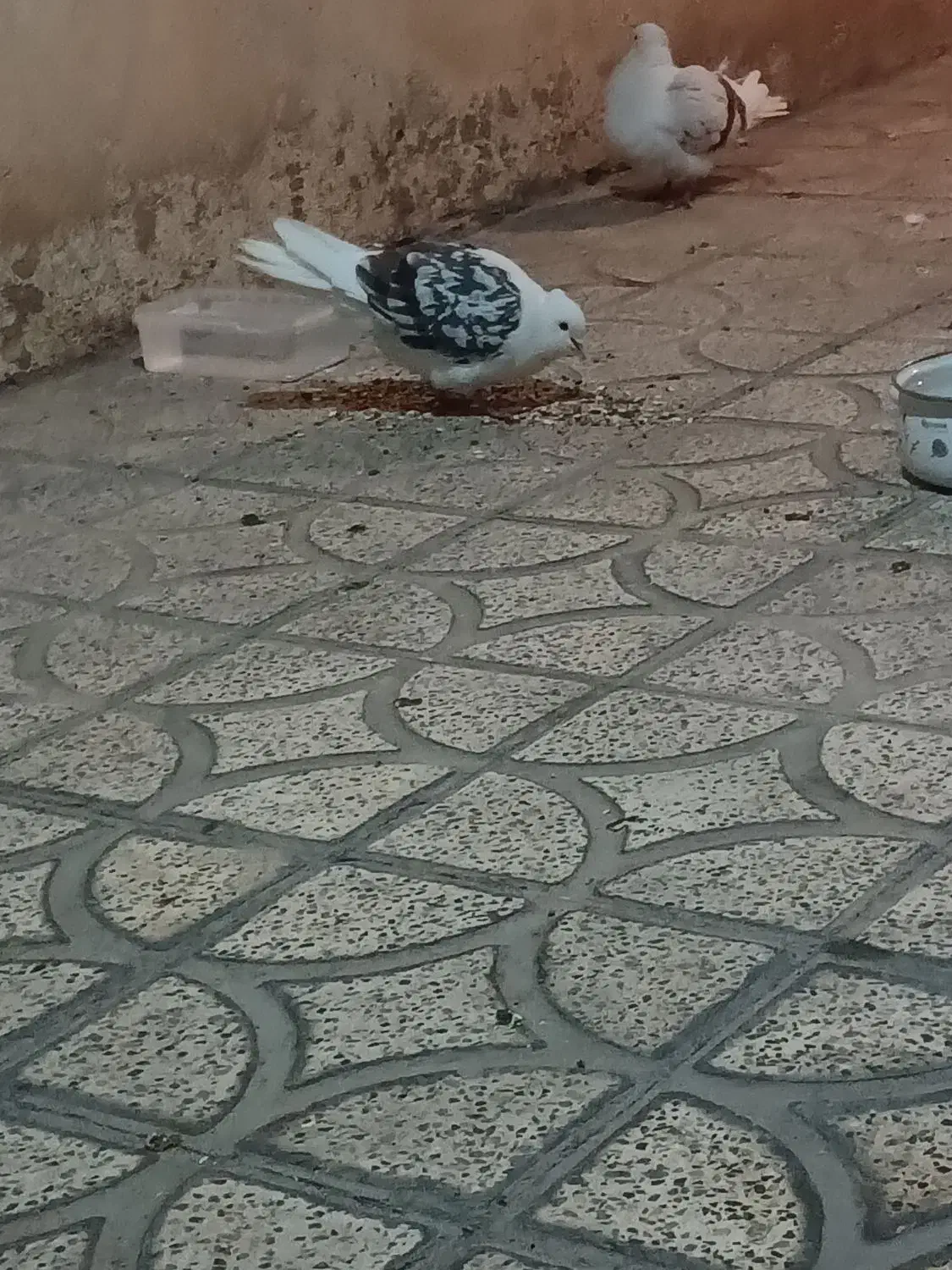 پرنده|پرنده|دورود, |دیوار