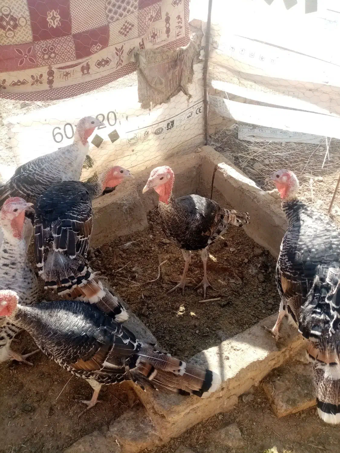 بوقلمون ماده دوتابایک نر|حیوانات مزرعه|کرباسک, |دیوار