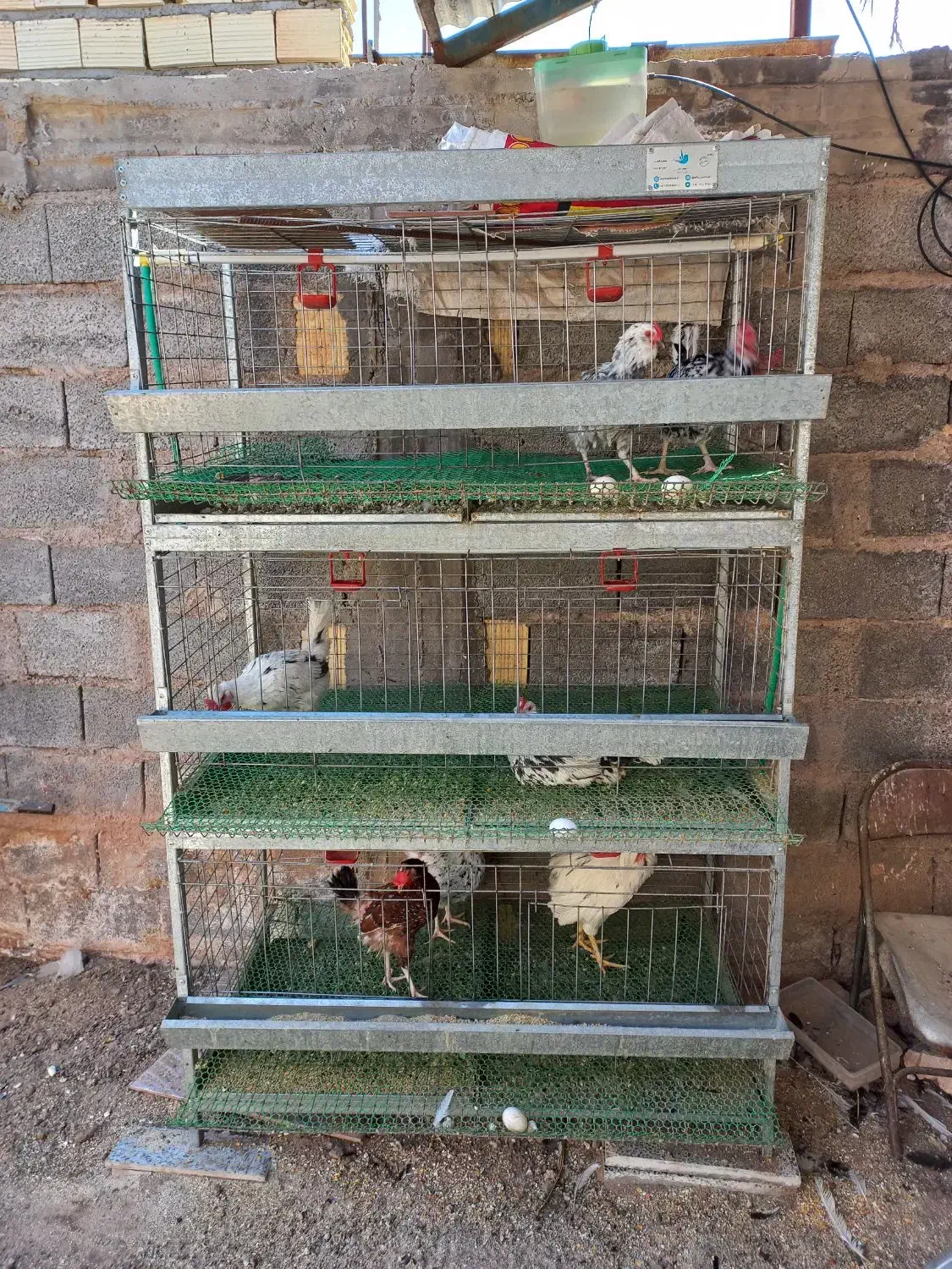 قفس همراه با مرغ و خروس|پرنده|رفسنجان, |دیوار