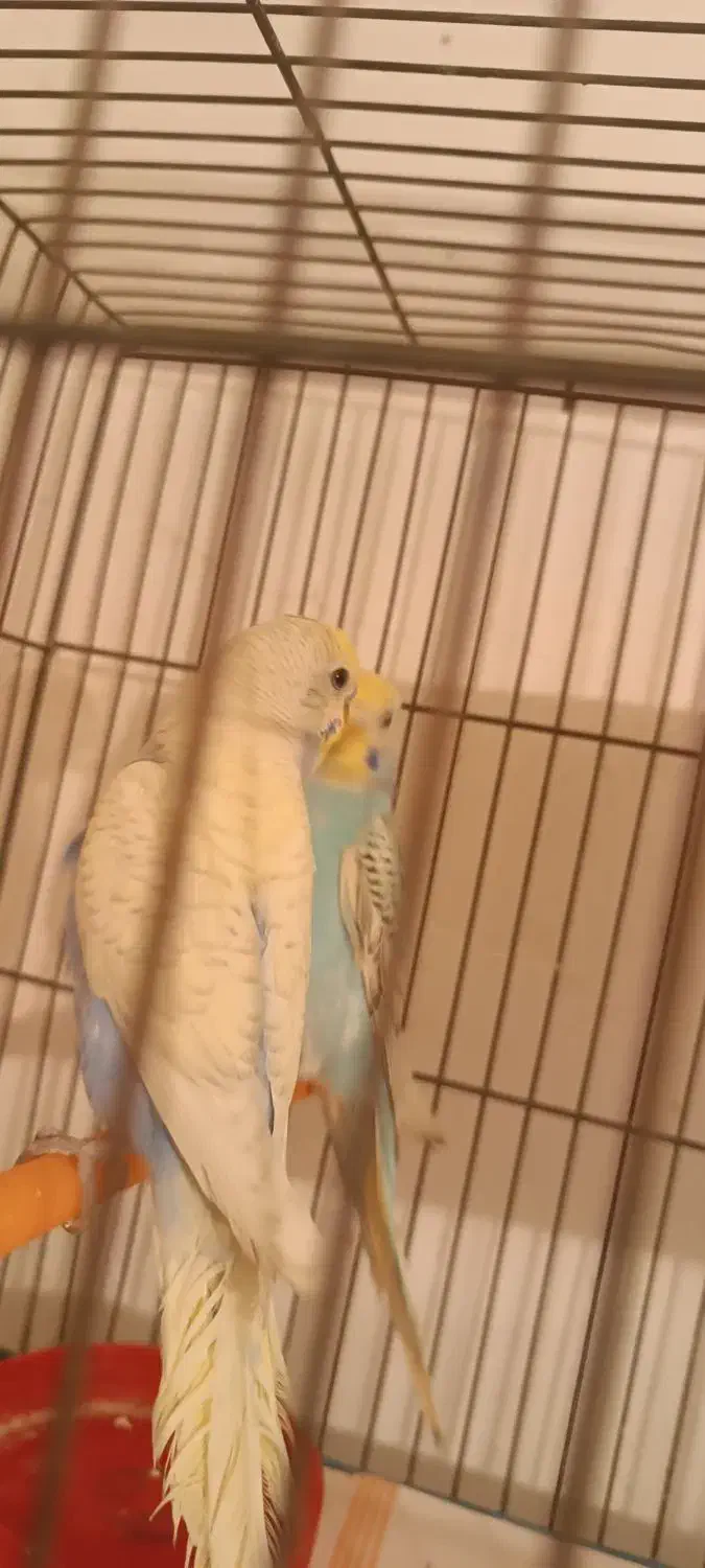 مرغ عشق پروانه ای رینبو اسپانگل|پرنده|مشهد, کوی المهدی|دیوار