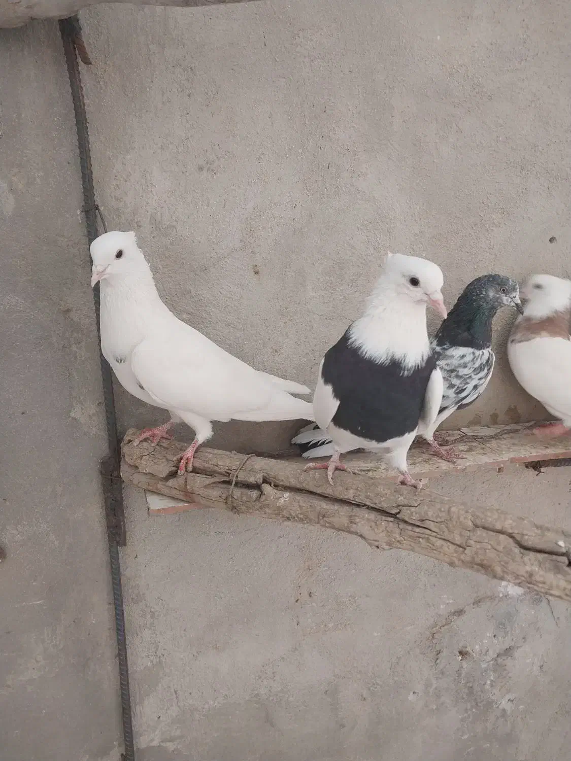 چند عدد کفتر|پرنده|قروه, |دیوار