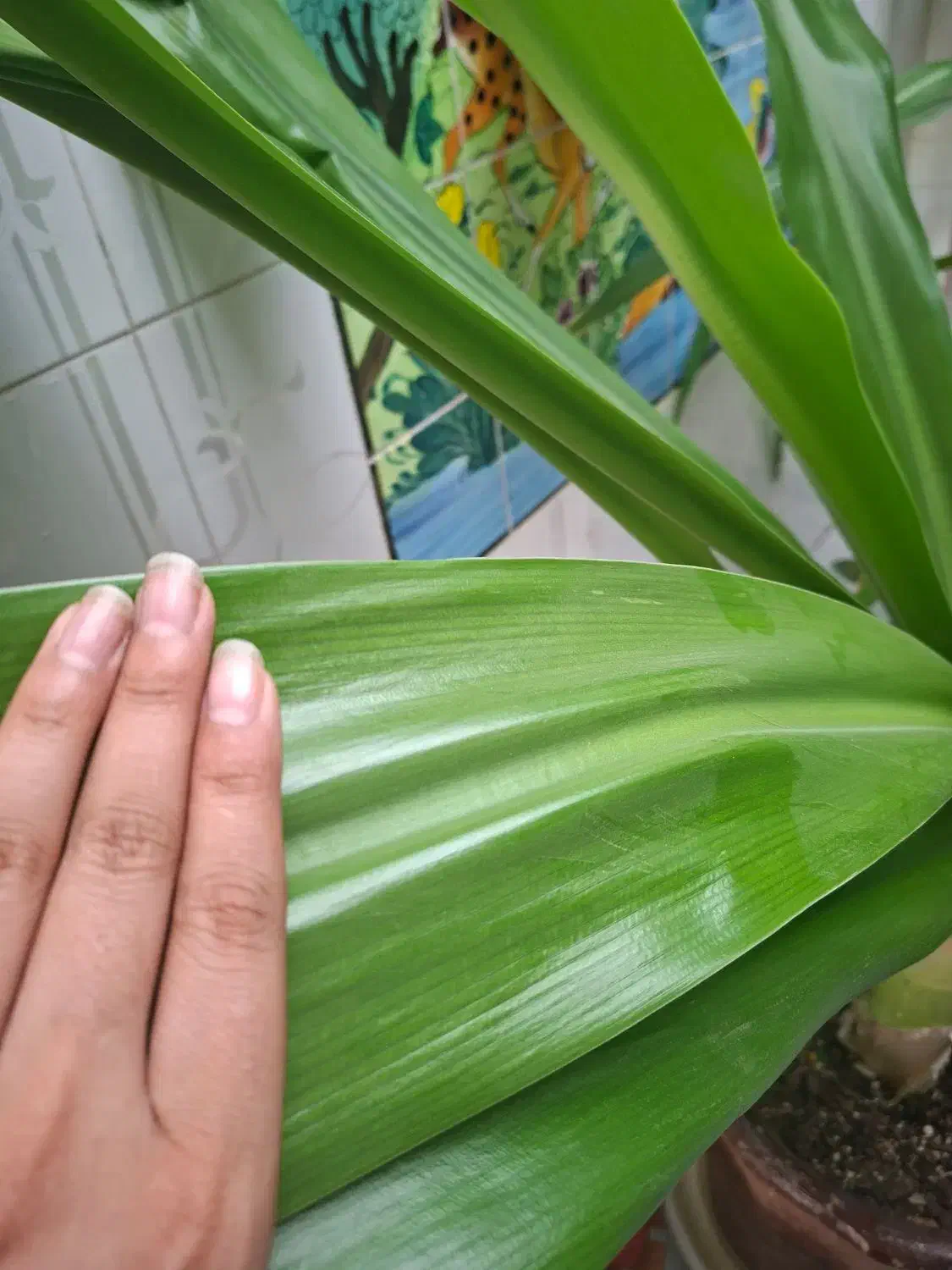 حراج گلهای سوسن|گل و گیاه طبیعی|یزد, |دیوار