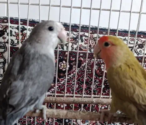 طوطی برزیلی|پرنده|همدان, |دیوار