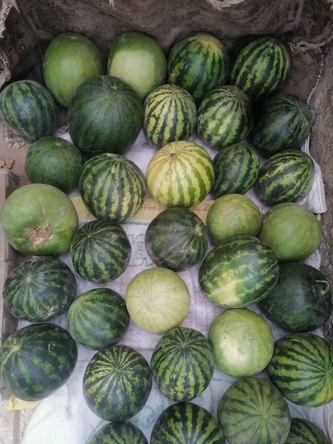 هندوانه دیم|خوردنی و آشامیدنی|سبزوار, اسلام آباد|دیوار