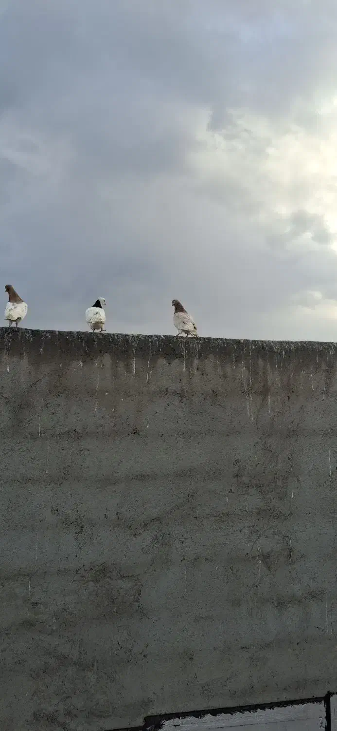 کبوتر سرور|حیوانات|اردبیل, |دیوار