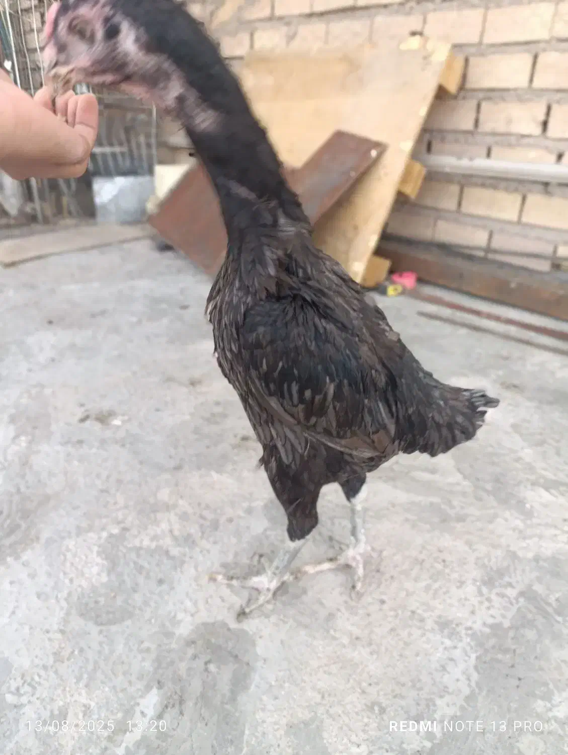 مرغ و خروس لاری|حیوانات|بم, |دیوار