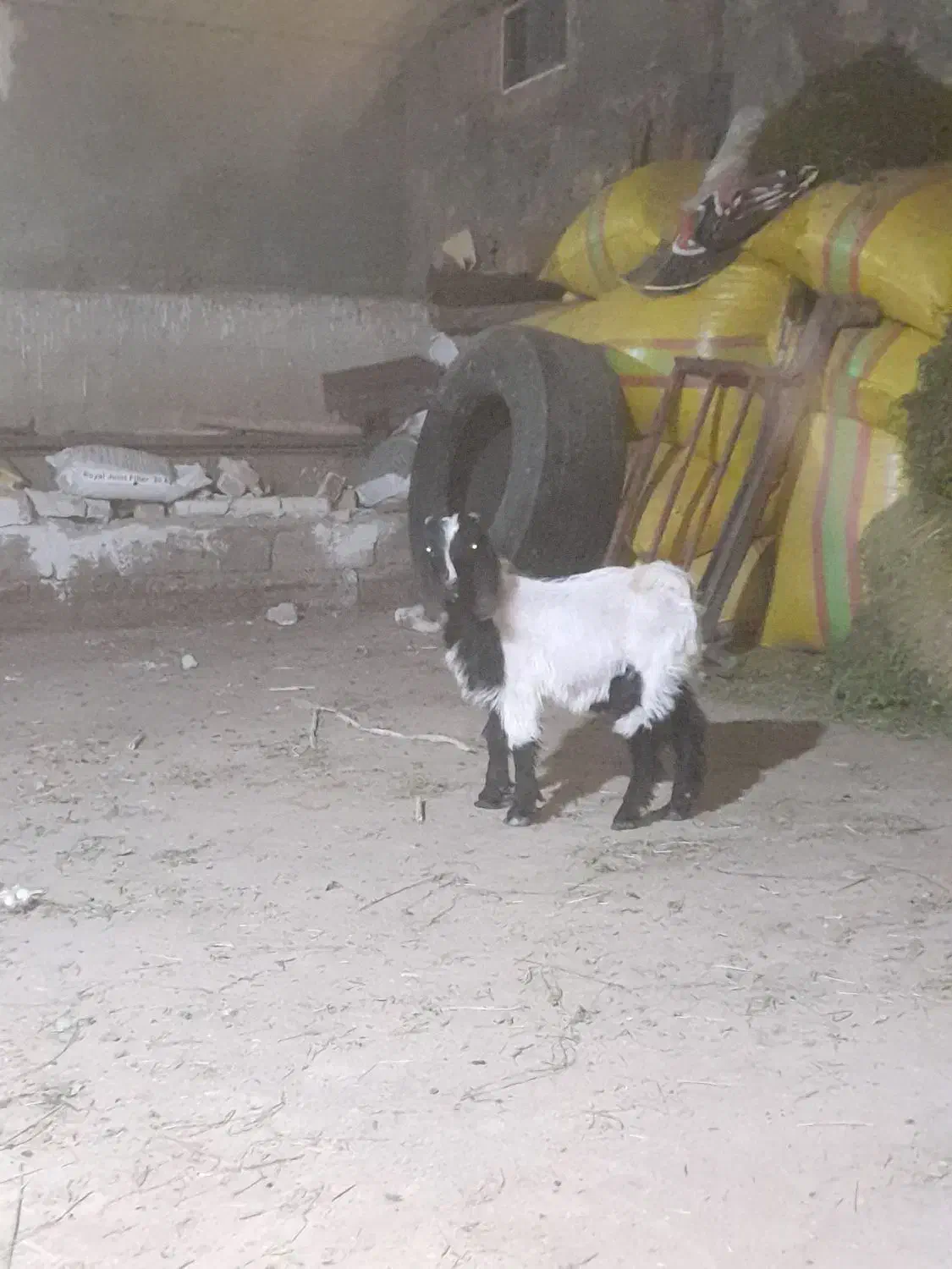 بزغاله نر عراقی|حیوانات مزرعه|قصابه, |دیوار