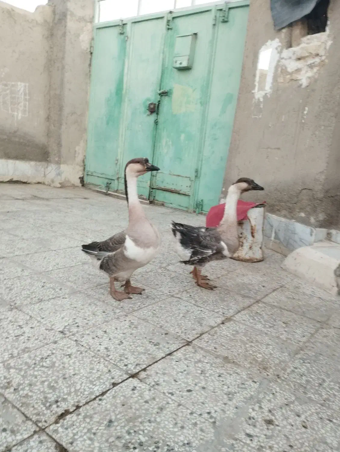 یک جفت قو غاز اصل ویک جوجه خروس چابهاری|حیوانات مزرعه|زابل, |دیوار