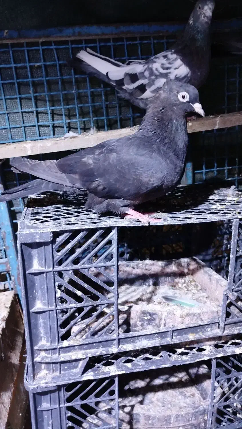 کبوتر بوشهری|پرنده|خورموج, |دیوار