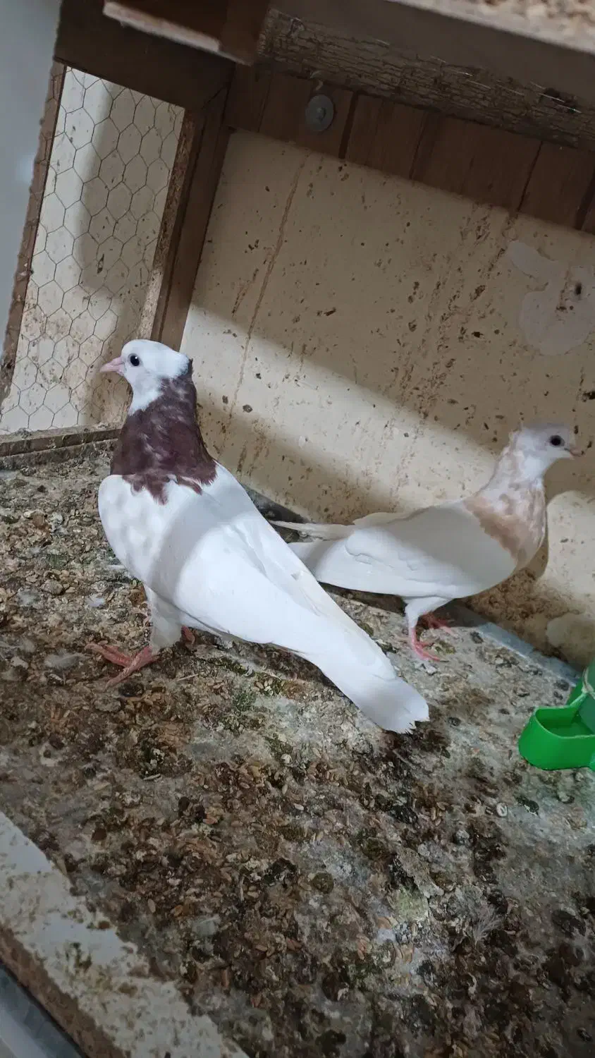 کبوتر کفتر|پرنده|نیشابور, هفده شهریور|دیوار