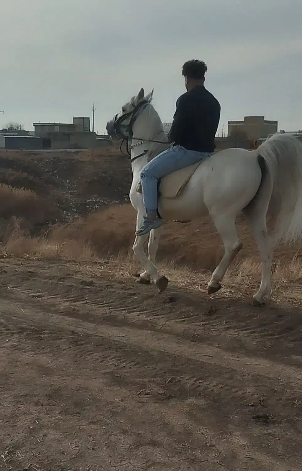 اسب نریان|اسب و تجهیزات اسب‌سواری|کرمانشاه, |دیوار