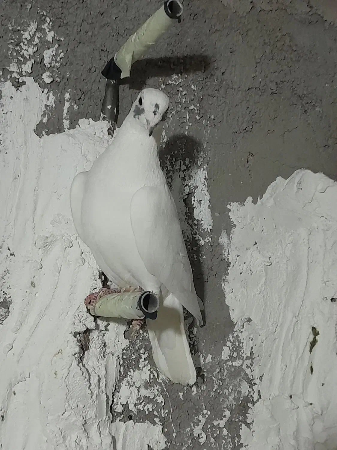 کبوتر|پرنده|شریفآباد, |دیوار