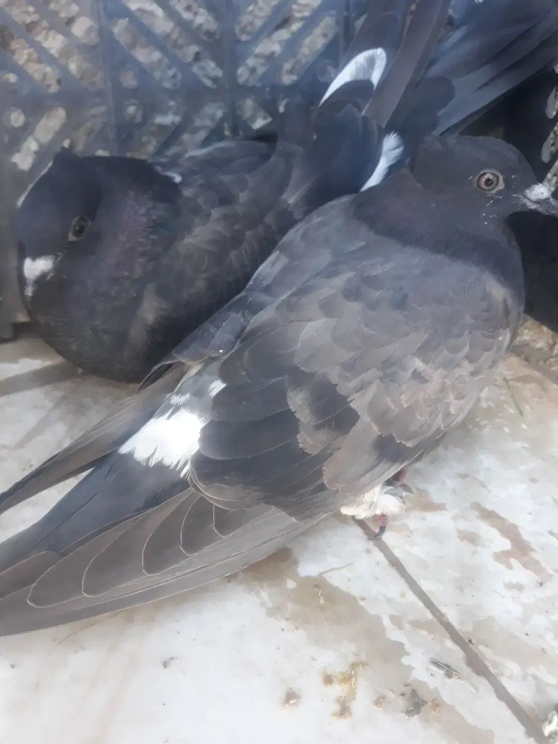 یه جفت جوجه کفتر نژاد دار|پرنده|آبدانان, |دیوار