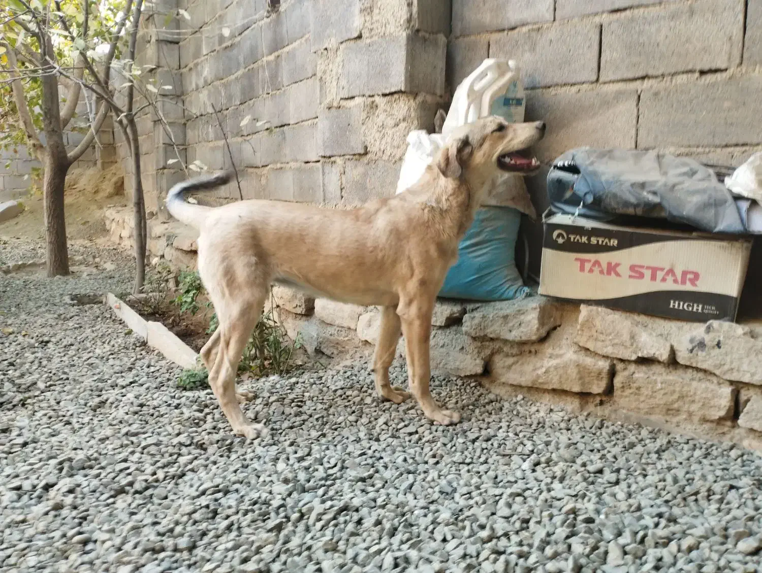 توله 8ماهه توله تبر قهرمان وحیدعباسی|سگ|همدان, |دیوار