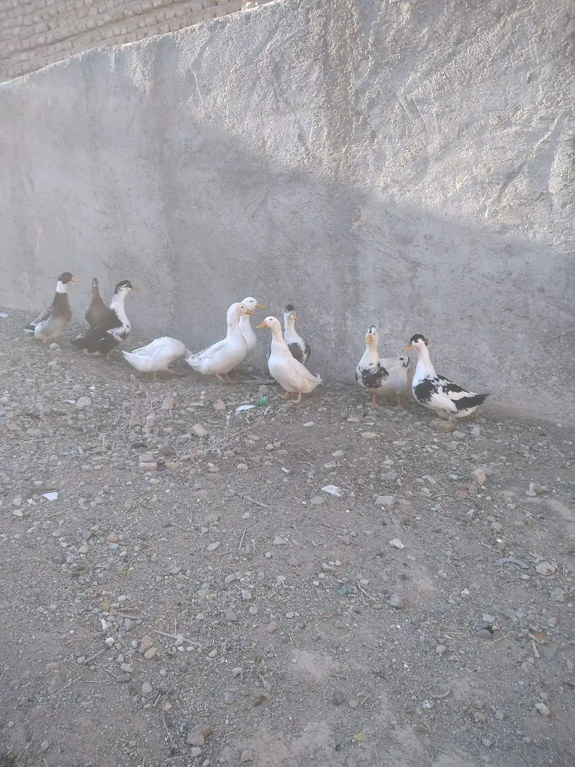 اردک|حیوانات مزرعه|جوادآباد, |دیوار