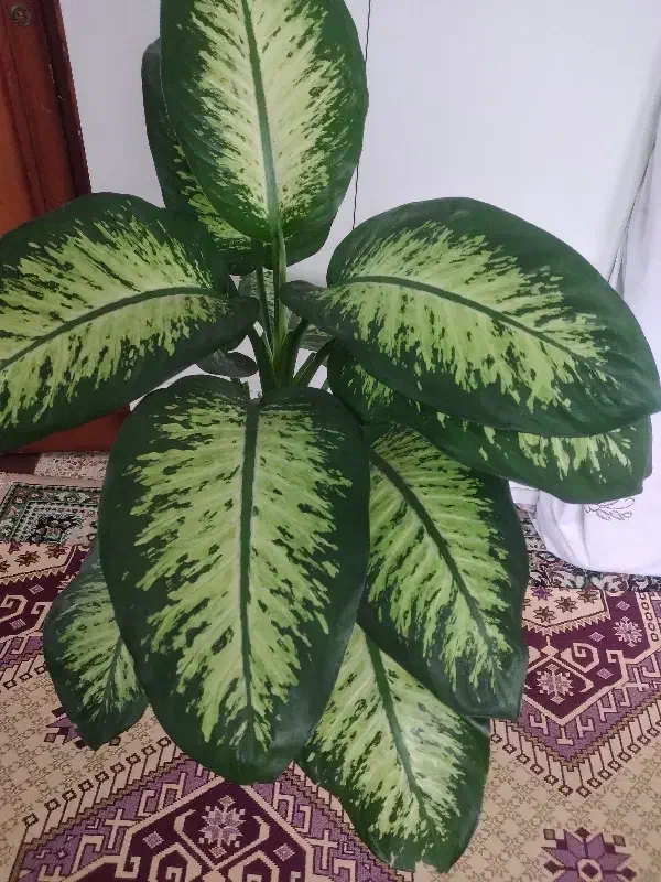 گل دیفن باخیا|گل و گیاه طبیعی|آستارا, |دیوار