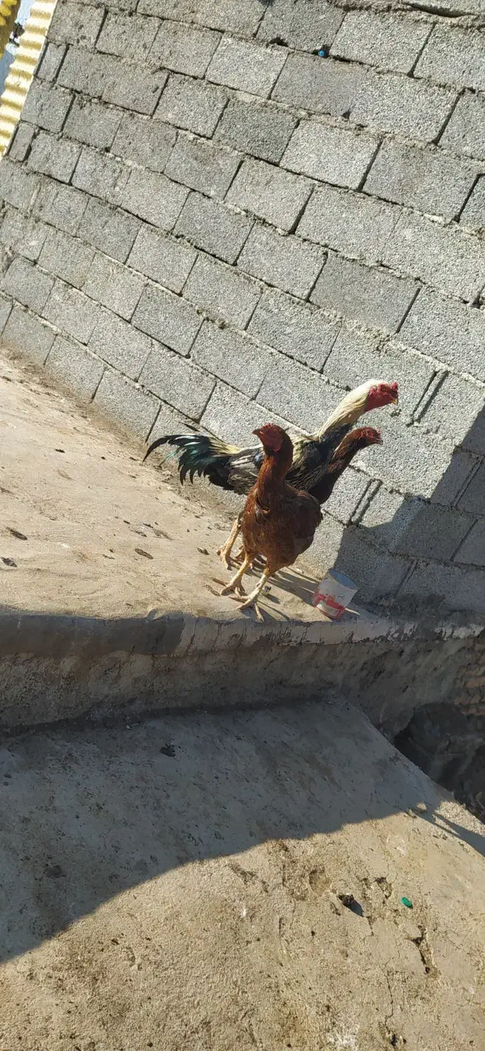 خروس لاری|حیوانات مزرعه|گرمی, |دیوار