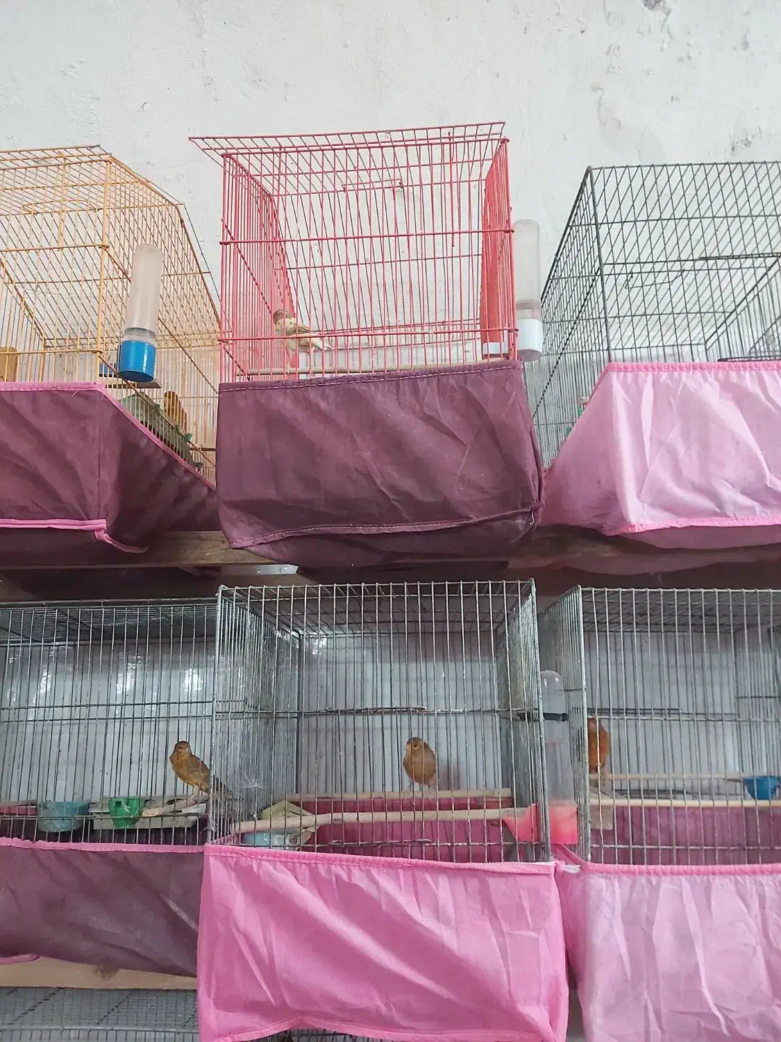 فروش قناری|پرنده|اردکان, |دیوار