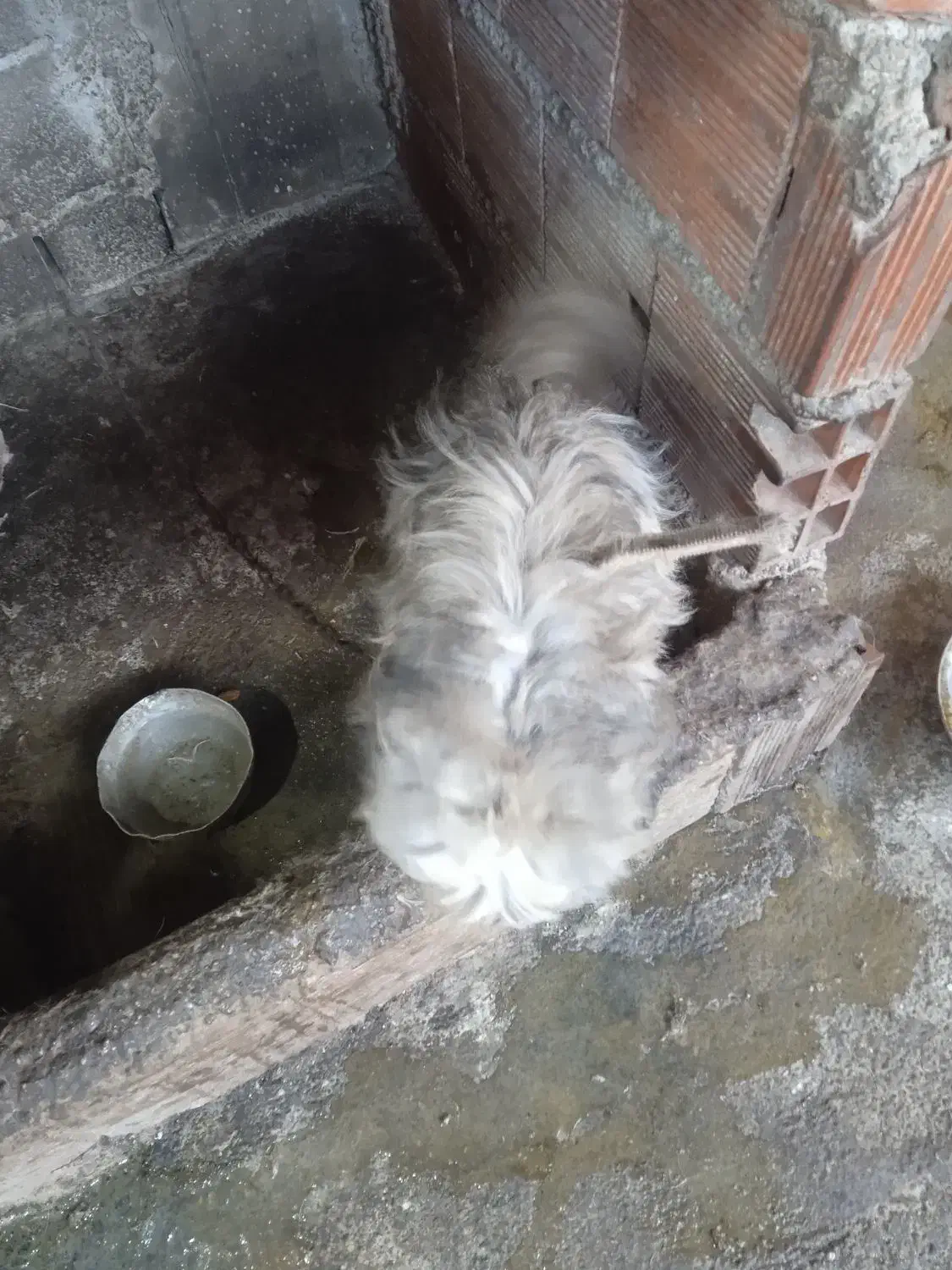 سگ پاکوتاه بالغ|سگ|ارطه, |دیوار