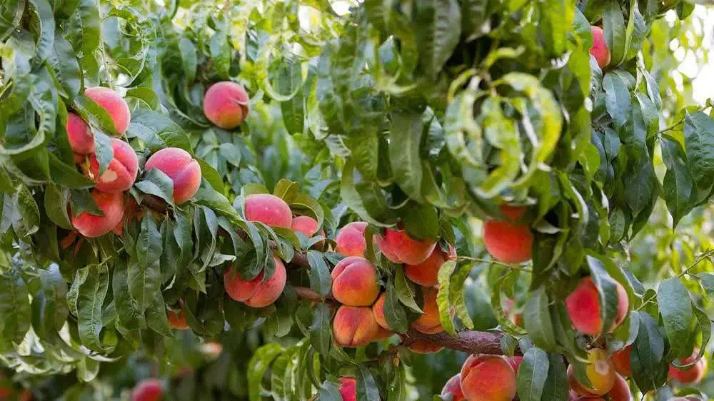 تولیدکننده پخش نهال درخت نهالستان پسته انجیرگردوقم|خدمات باغبانی و درختکاری|قم, آزادگان|دیوار