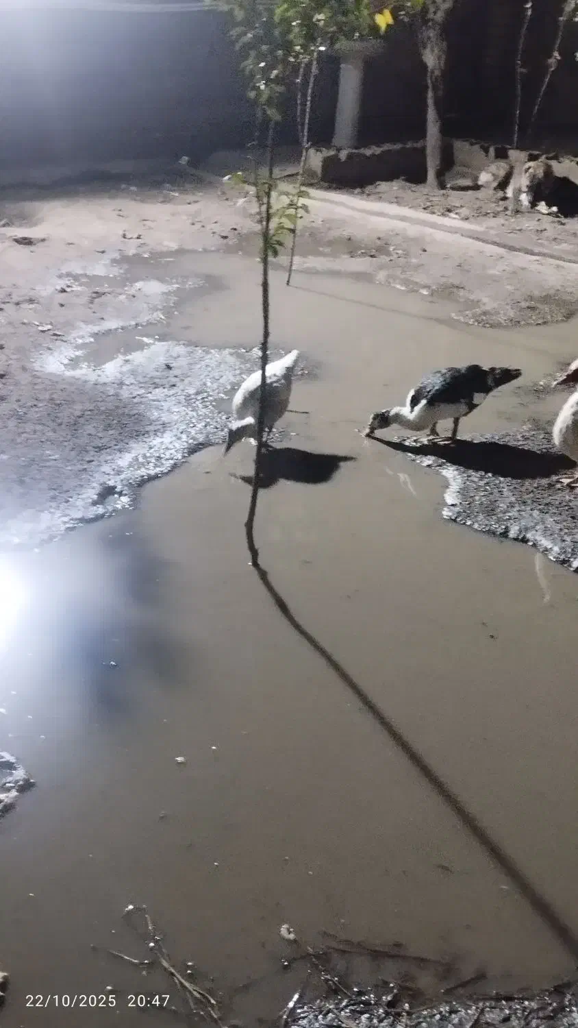 غوغاز اردک مرغ لاری|حیوانات مزرعه|قرق, |دیوار